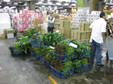 vegetable market in Tsukiji